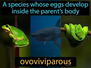 Ovoviviparous Meaning