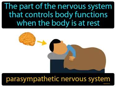 Parasympathetic Nervous System Meaning