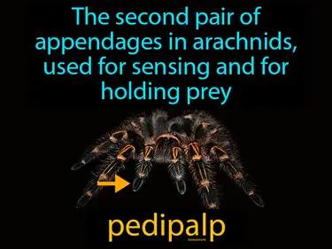 Pedipalp Meaning
