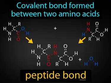 Peptide Bond Meaning