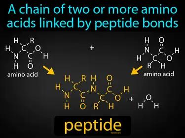 Peptide Meaning
