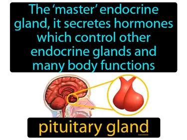Pituitary Gland Meaning
