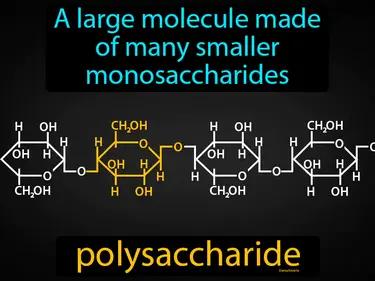 Polysaccharide Meaning