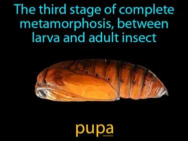 Pupa Meaning