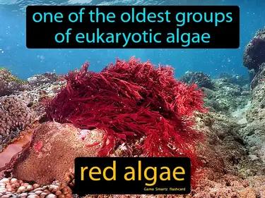 Red Algae Meaning