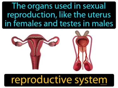 Reproductive System Meaning