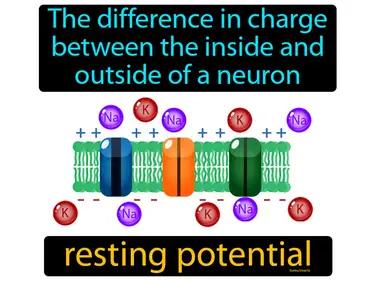 Resting Potential Meaning