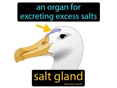 Salt Gland Meaning