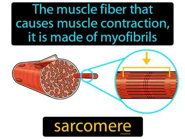 Sarcomere Meaning