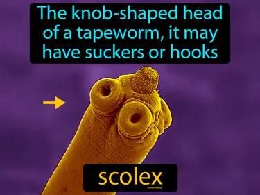 Scolex Meaning
