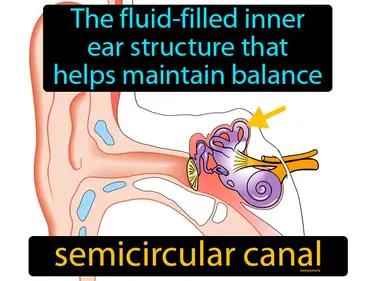 Semicircular Canal Meaning
