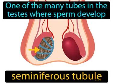 Seminiferous Tubule Meaning