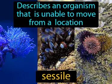 Sessile Meaning