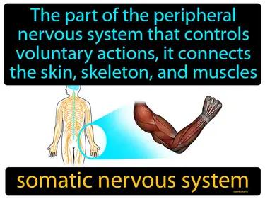 Somatic Nervous System Meaning