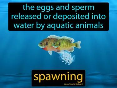 Spawning Meaning