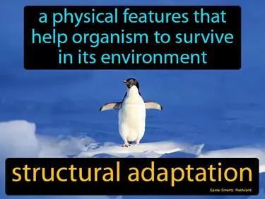 Structural Adaptation Meaning