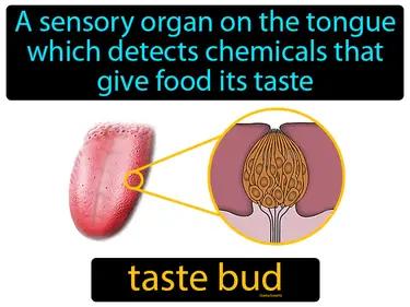 Taste Bud Meaning