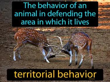 Territorial Behavior Meaning