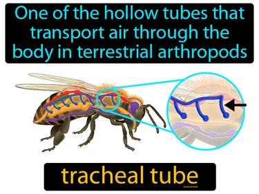 Tracheal Tube Meaning
