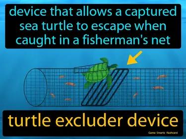 Turtle Excluder Device Meaning