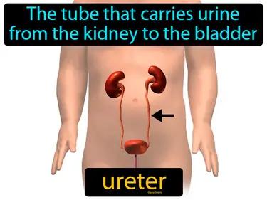 Ureter Meaning