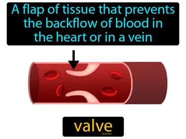 Valve Meaning