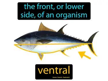 Ventral Meaning