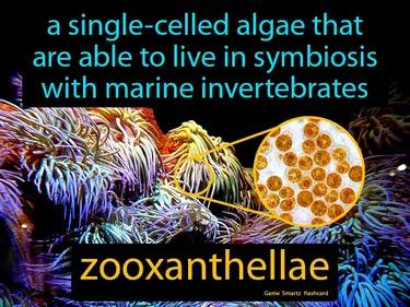 Zooxanthellae Meaning