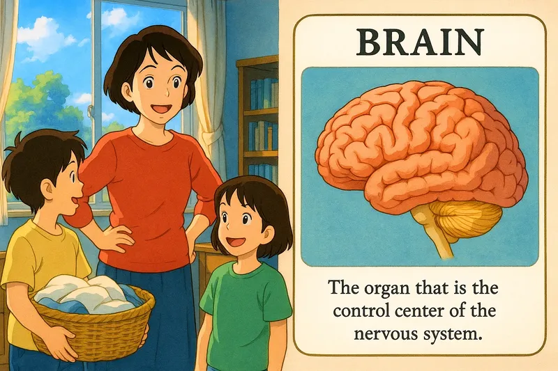 Brain Meaning