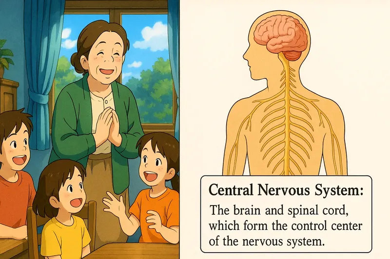 Central Nervous System Meaning