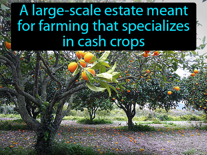 Plantation Definition Plantation Definition