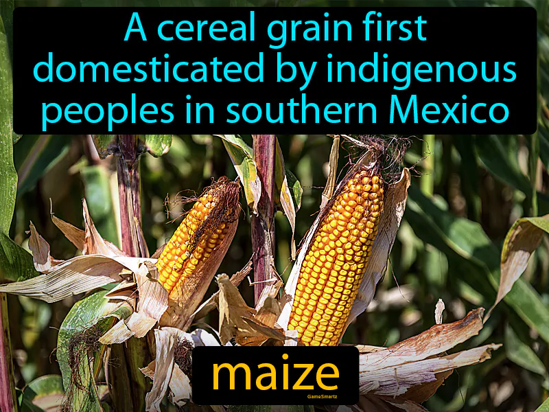 Maize Definition Maize Definition