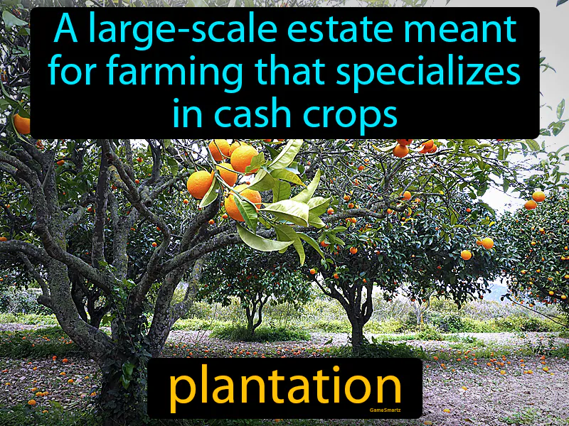 Plantation Definition Plantation Definition