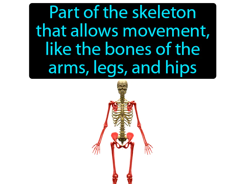 Appendicular Skeleton Definition Appendicular Skeleton Definition