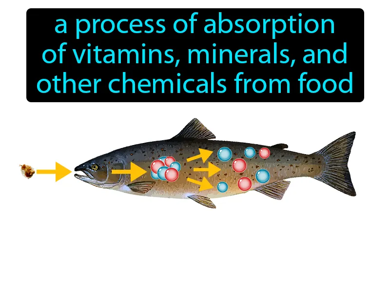 Assimilation Definition