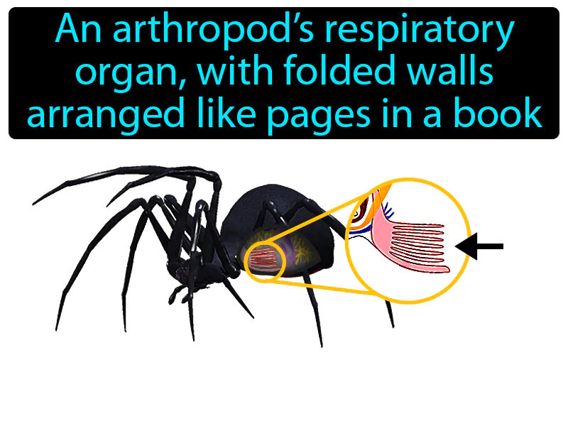 Book Lung Definition Book Lung Definition