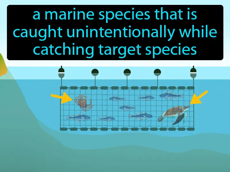 Bycatch Definition