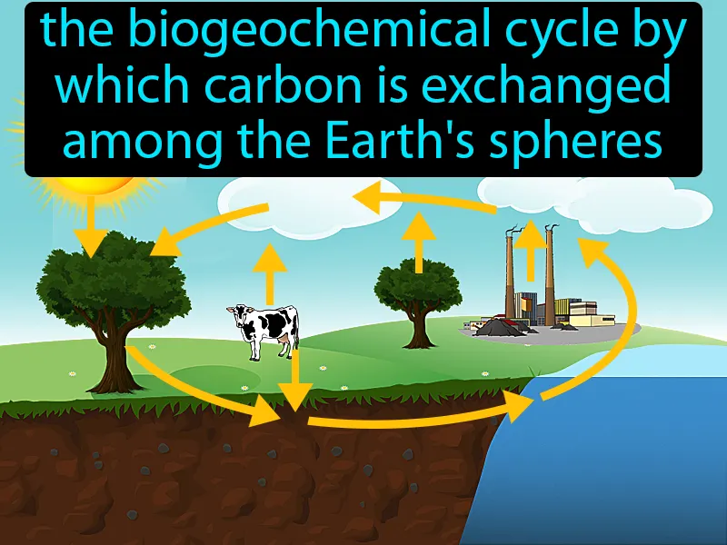 Carbon Cycle Definition Carbon Cycle Definition
