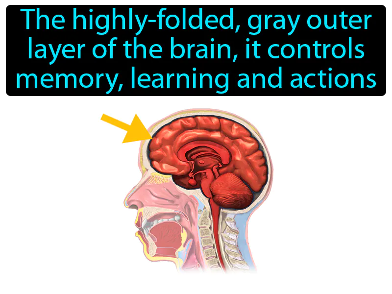 Cerebral Cortex Definition Cerebral Cortex Definition