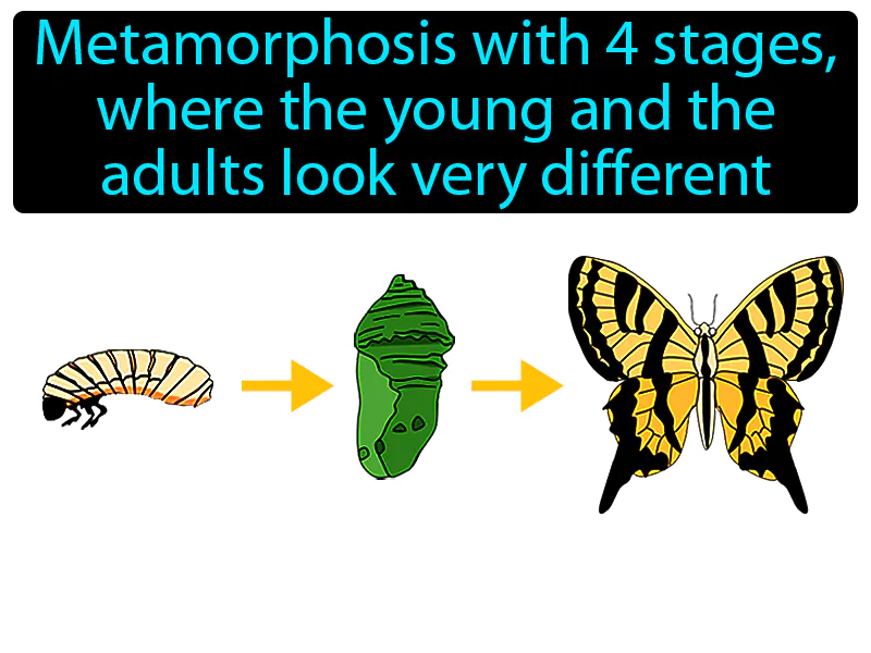 Complete Metamorphosis Definition