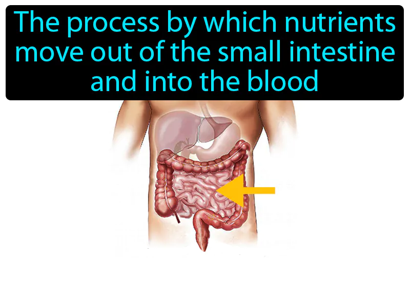 Digestive Absorption Definition