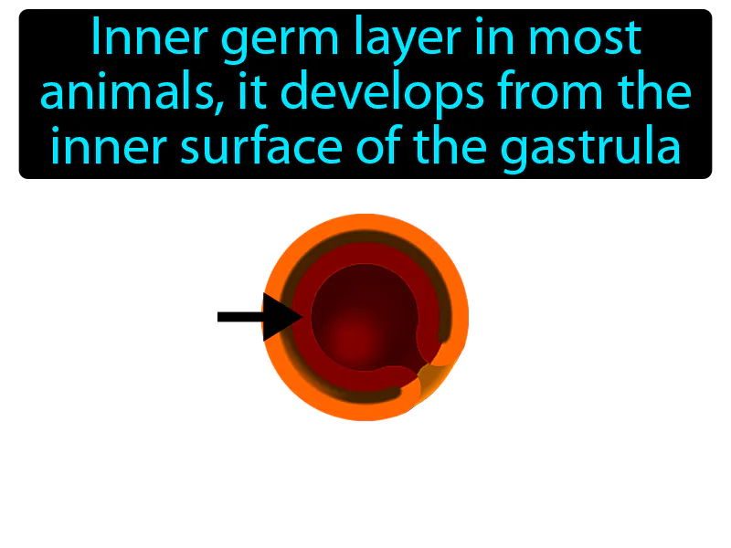 Endoderm Definition Endoderm Definition