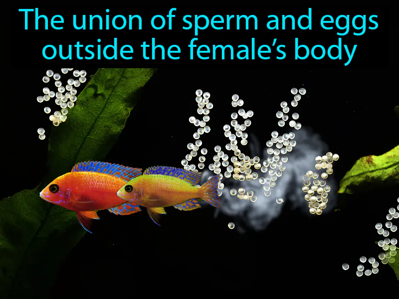 External Fertilization Definition