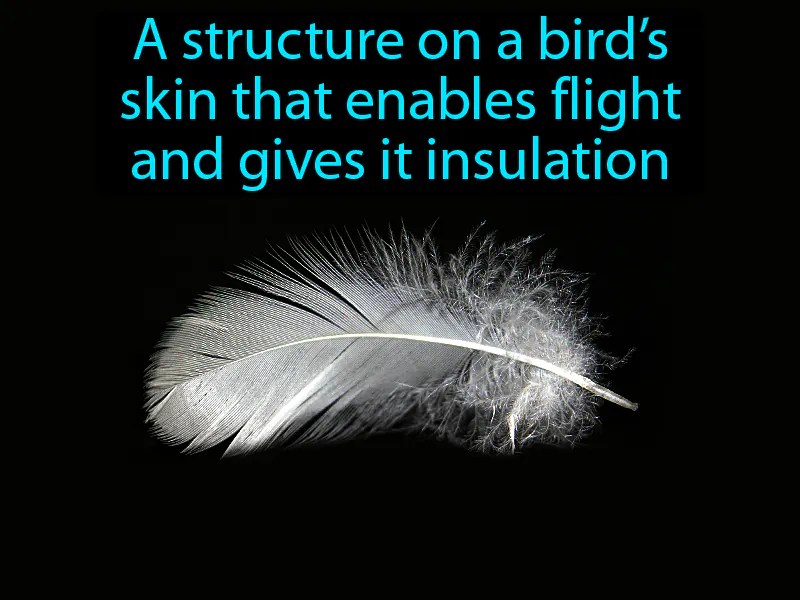 Feather Definition