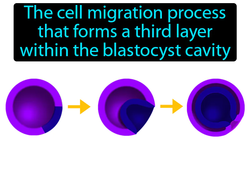 Gastrulation Definition