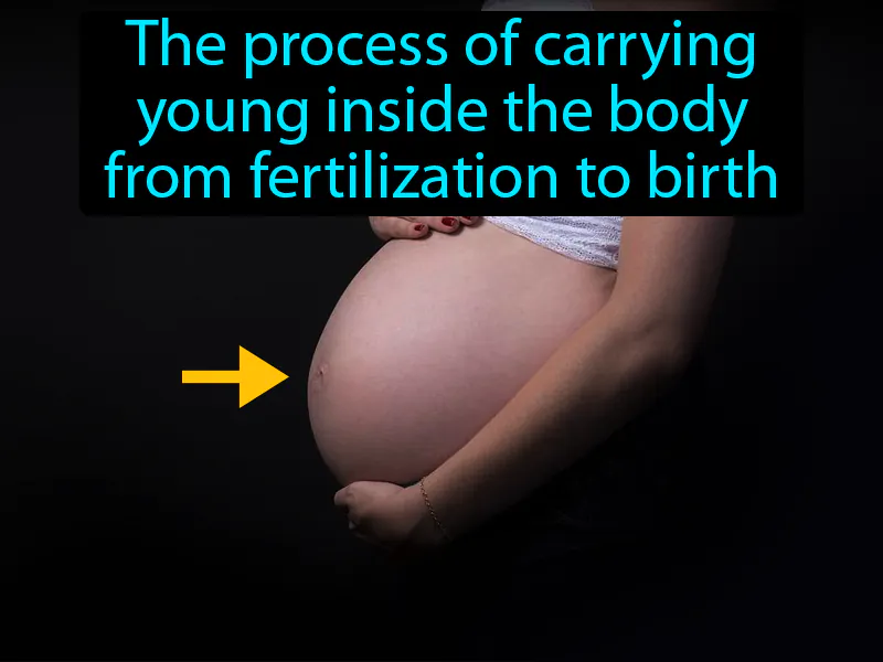Gestation Definition