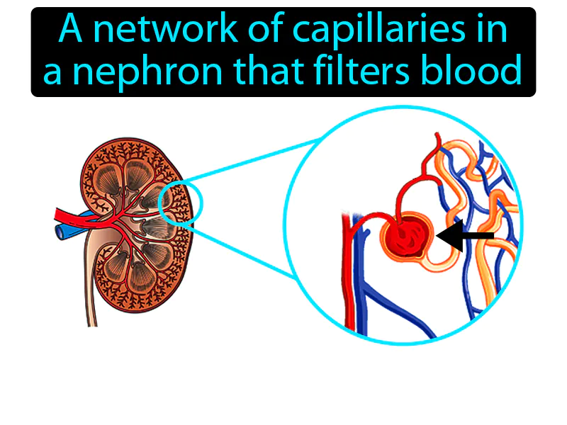 Glomerulus Definition Glomerulus Definition