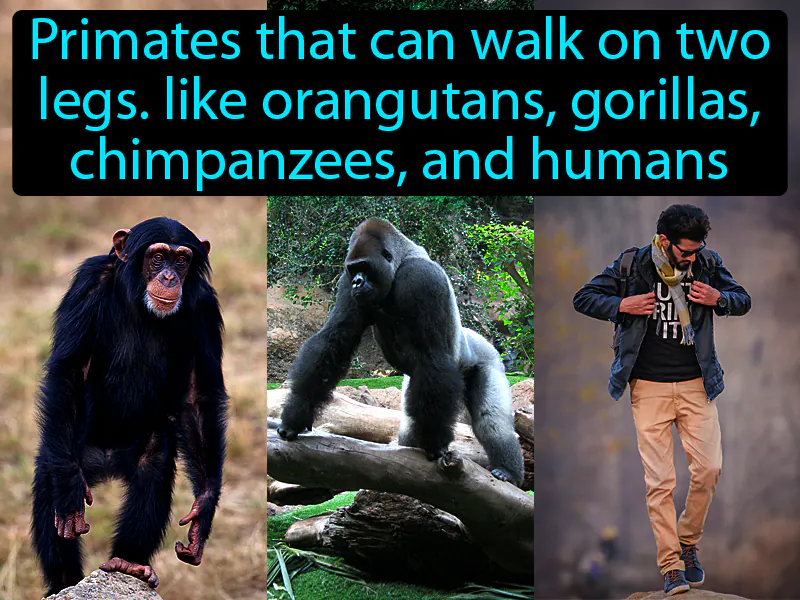 Hominoid Definition Hominoid Definition