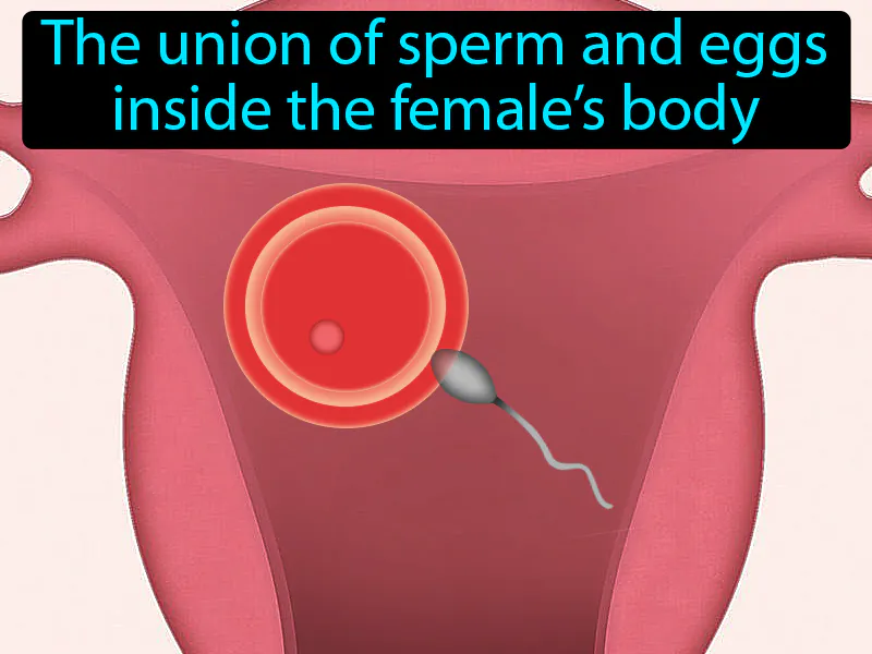 Internal Fertilization Definition Internal Fertilization Definition