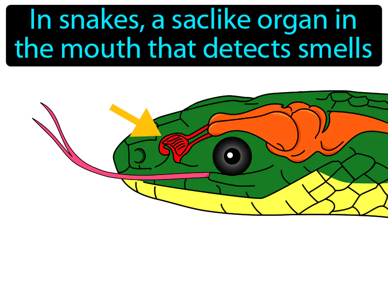 Jacobsons Organ Definition
